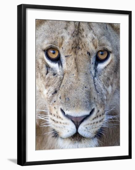 Close-Up of a Lioness, Tarangire National Park, Tanzania-null-Framed Photographic Print