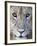 Close-Up of a Lioness, Tarangire National Park, Tanzania-null-Framed Photographic Print