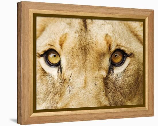 Close-Up of a Lioness-Martin Harvey-Framed Premier Image Canvas