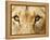 Close-Up of a Lioness-Martin Harvey-Framed Premier Image Canvas