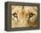 Close-Up of a Lioness-Martin Harvey-Framed Premier Image Canvas