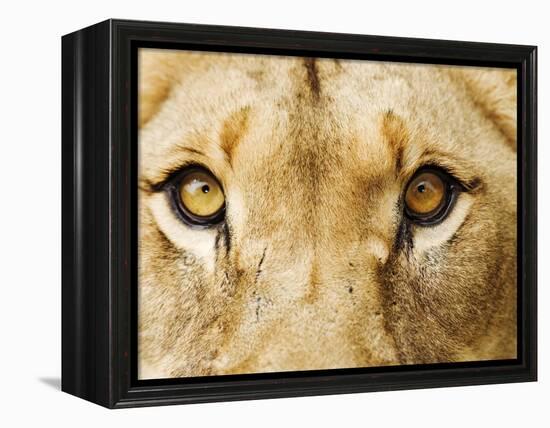 Close-Up of a Lioness-Martin Harvey-Framed Premier Image Canvas