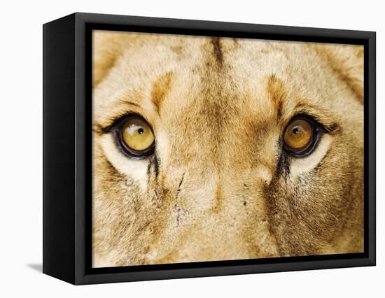 Close-Up of a Lioness-Martin Harvey-Framed Premier Image Canvas