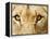 Close-Up of a Lioness-Martin Harvey-Framed Premier Image Canvas