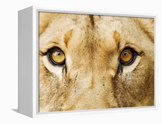 Close-Up of a Lioness-Martin Harvey-Framed Premier Image Canvas