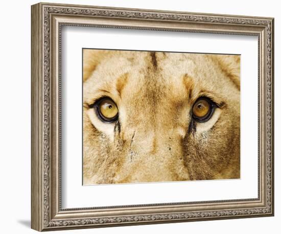 Close-Up of a Lioness-Martin Harvey-Framed Photographic Print