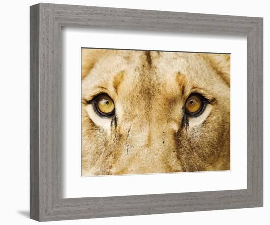 Close-Up of a Lioness-Martin Harvey-Framed Photographic Print