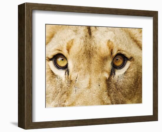 Close-Up of a Lioness-Martin Harvey-Framed Photographic Print