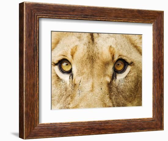 Close-Up of a Lioness-Martin Harvey-Framed Photographic Print