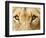 Close-Up of a Lioness-Martin Harvey-Framed Photographic Print