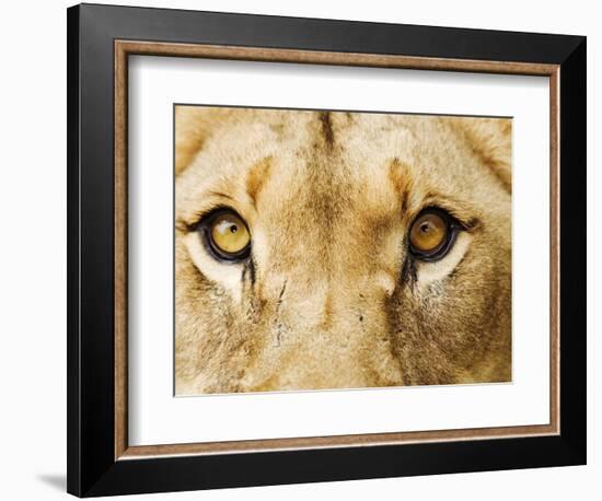 Close-Up of a Lioness-Martin Harvey-Framed Photographic Print