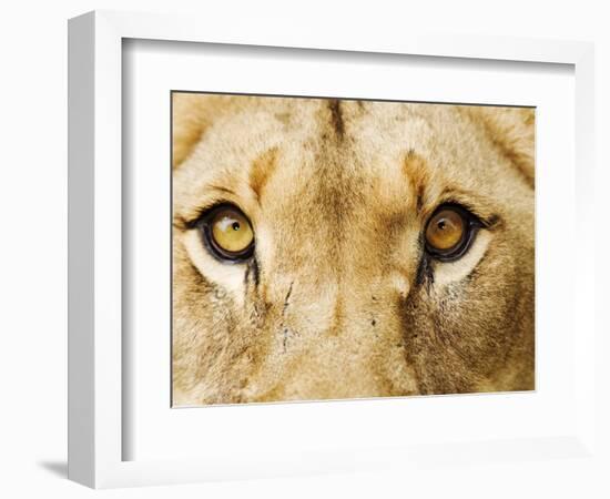 Close-Up of a Lioness-Martin Harvey-Framed Photographic Print