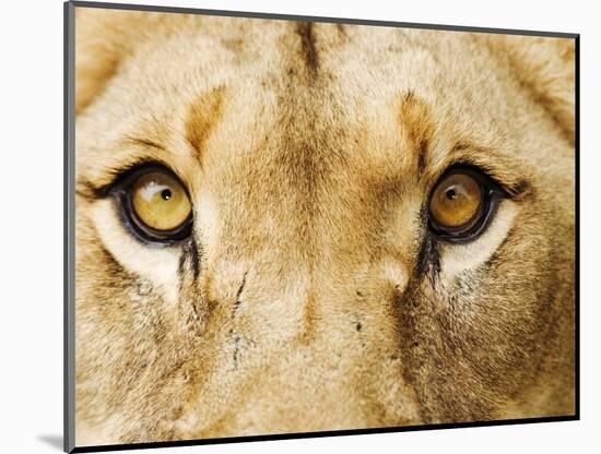 Close-Up of a Lioness-Martin Harvey-Mounted Photographic Print