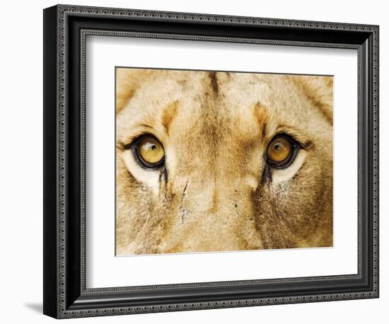 Close-Up of a Lioness-Martin Harvey-Framed Photographic Print