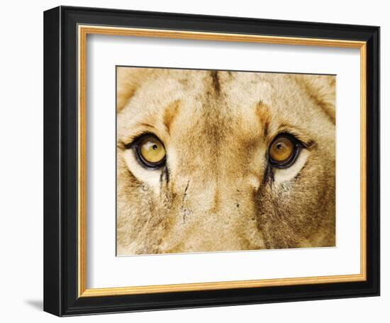 Close-Up of a Lioness-Martin Harvey-Framed Photographic Print