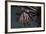 Close-Up of a Lionfish in Komodo National Park, Indonesia-Stocktrek Images-Framed Photographic Print