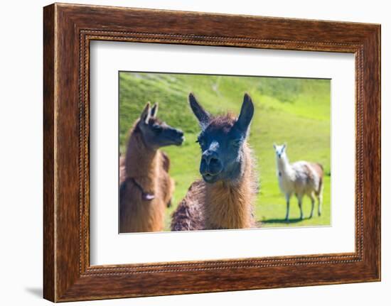 Close up of a Llama-Alanbrito-Framed Photographic Print