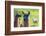 Close up of a Llama-Alanbrito-Framed Photographic Print