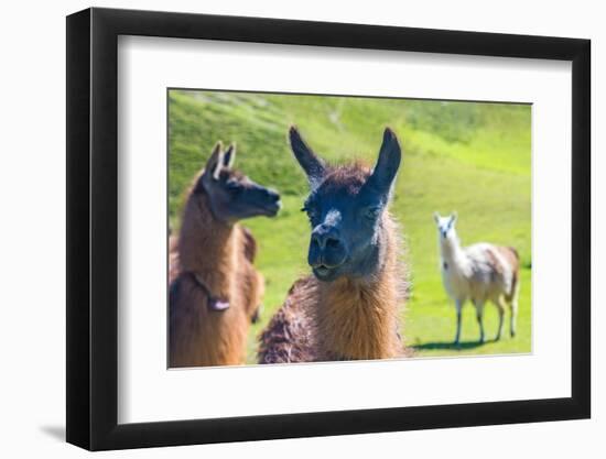 Close up of a Llama-Alanbrito-Framed Photographic Print