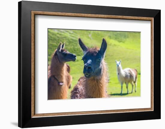 Close up of a Llama-Alanbrito-Framed Photographic Print