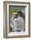 Close-up of a macaroni penguin (Eudyptes chrysolophus), East Falkland, Falkland Islands-Marco Simoni-Framed Photographic Print