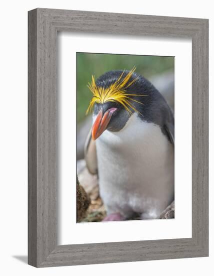 Close-up of a macaroni penguin (Eudyptes chrysolophus), East Falkland, Falkland Islands-Marco Simoni-Framed Photographic Print