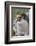 Close-up of a macaroni penguin (Eudyptes chrysolophus), East Falkland, Falkland Islands-Marco Simoni-Framed Photographic Print