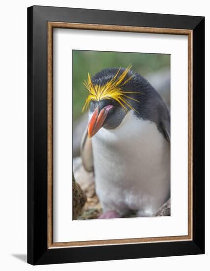 Close-up of a macaroni penguin (Eudyptes chrysolophus), East Falkland, Falkland Islands-Marco Simoni-Framed Photographic Print