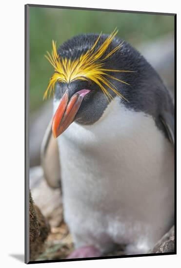 Close-up of a macaroni penguin (Eudyptes chrysolophus), East Falkland, Falkland Islands-Marco Simoni-Mounted Photographic Print