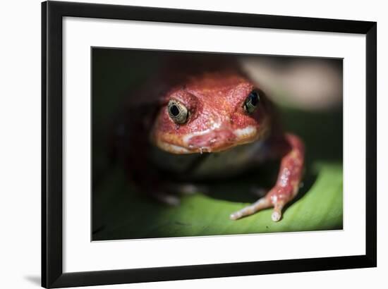 Close-Up of a Madagascar Tomato Frog (Dyscophus Antongilii), Endemic to Madagascar, Africa-Matthew Williams-Ellis-Framed Photographic Print