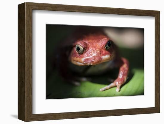 Close-Up of a Madagascar Tomato Frog (Dyscophus Antongilii), Endemic to Madagascar, Africa-Matthew Williams-Ellis-Framed Photographic Print