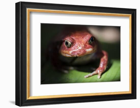 Close-Up of a Madagascar Tomato Frog (Dyscophus Antongilii), Endemic to Madagascar, Africa-Matthew Williams-Ellis-Framed Photographic Print