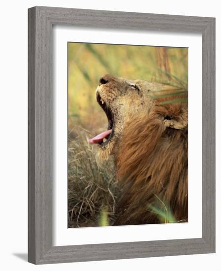 Close-Up of a Male Lion Yawning, Mala Mala Game Reserve, Sabi Sand Park, South Africa, Africa-Sergio Pitamitz-Framed Photographic Print