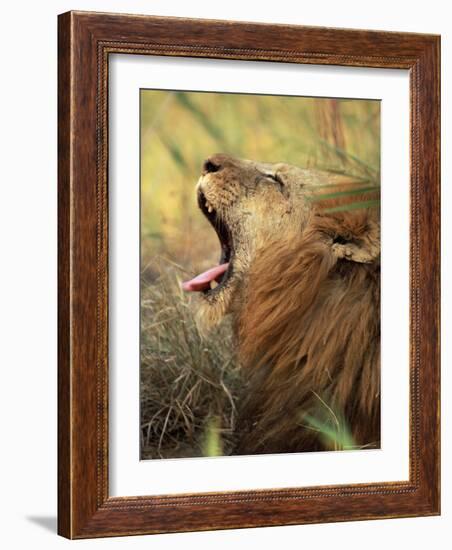 Close-Up of a Male Lion Yawning, Mala Mala Game Reserve, Sabi Sand Park, South Africa, Africa-Sergio Pitamitz-Framed Photographic Print