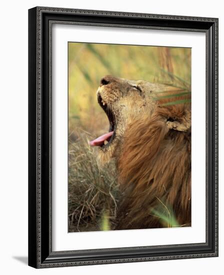 Close-Up of a Male Lion Yawning, Mala Mala Game Reserve, Sabi Sand Park, South Africa, Africa-Sergio Pitamitz-Framed Photographic Print