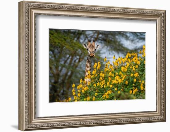 Close-up of a male Rothschild's giraffe behind a flowering tree. Kenya, Africa.-Sergio Pitamitz-Framed Photographic Print
