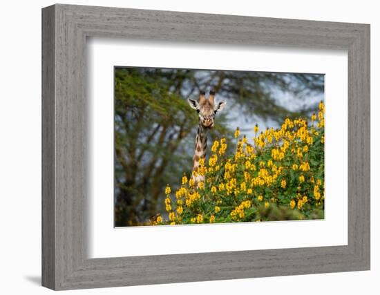 Close-up of a male Rothschild's giraffe behind a flowering tree. Kenya, Africa.-Sergio Pitamitz-Framed Photographic Print