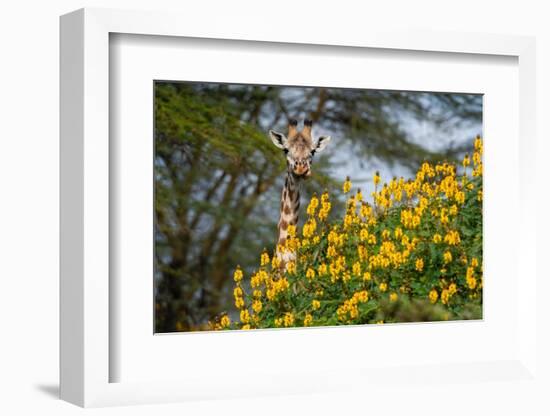 Close-up of a male Rothschild's giraffe behind a flowering tree. Kenya, Africa.-Sergio Pitamitz-Framed Photographic Print