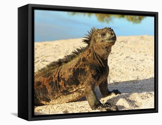 Close-Up of a Marine Iguana, Galapagos Islands, Ecuador-Miva Stock-Framed Premier Image Canvas