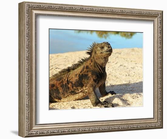 Close-Up of a Marine Iguana, Galapagos Islands, Ecuador-Miva Stock-Framed Photographic Print