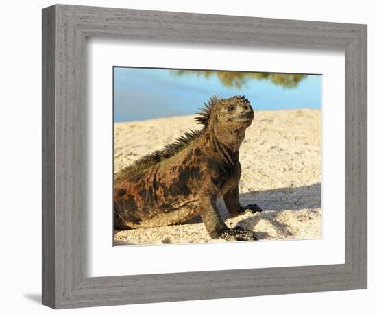 Close-Up of a Marine Iguana, Galapagos Islands, Ecuador-Miva Stock-Framed Photographic Print