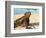 Close-Up of a Marine Iguana, Galapagos Islands, Ecuador-Miva Stock-Framed Photographic Print