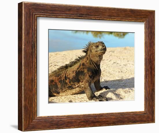 Close-Up of a Marine Iguana, Galapagos Islands, Ecuador-Miva Stock-Framed Photographic Print