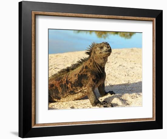 Close-Up of a Marine Iguana, Galapagos Islands, Ecuador-Miva Stock-Framed Photographic Print