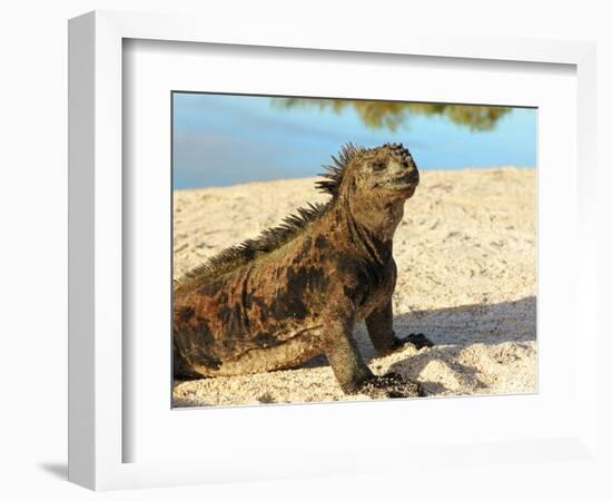 Close-Up of a Marine Iguana, Galapagos Islands, Ecuador-Miva Stock-Framed Photographic Print