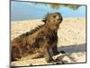 Close-Up of a Marine Iguana, Galapagos Islands, Ecuador-Miva Stock-Mounted Photographic Print