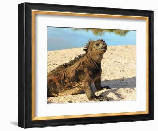 Close-Up of a Marine Iguana, Galapagos Islands, Ecuador-Miva Stock-Framed Photographic Print