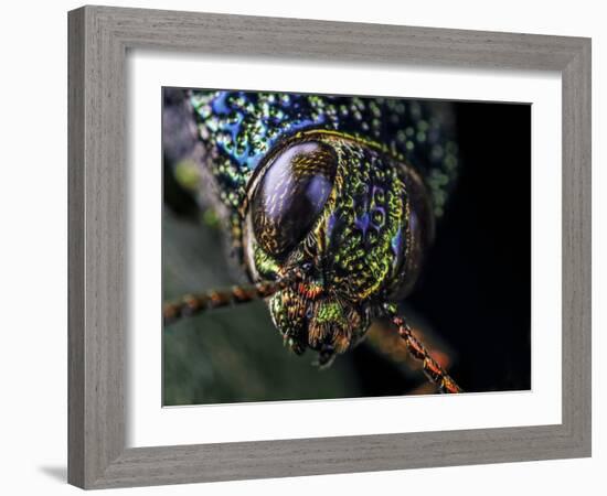 Close-up of a Metallic jewel beetle in Aiuruoca, Minas Gerais, Brazil. South-east Atlantic forest-Joao Burini-Framed Photographic Print