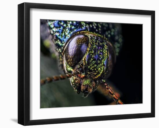 Close-up of a Metallic jewel beetle in Aiuruoca, Minas Gerais, Brazil. South-east Atlantic forest-Joao Burini-Framed Photographic Print