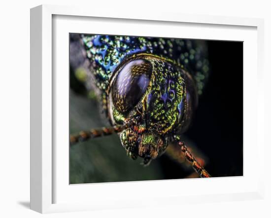 Close-up of a Metallic jewel beetle in Aiuruoca, Minas Gerais, Brazil. South-east Atlantic forest-Joao Burini-Framed Photographic Print